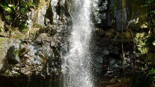 A small waterfall with a cool swimming pool at the base, just an easy 5 minute walk off the dirt road leading to Walung village. #kosrae #waterfall