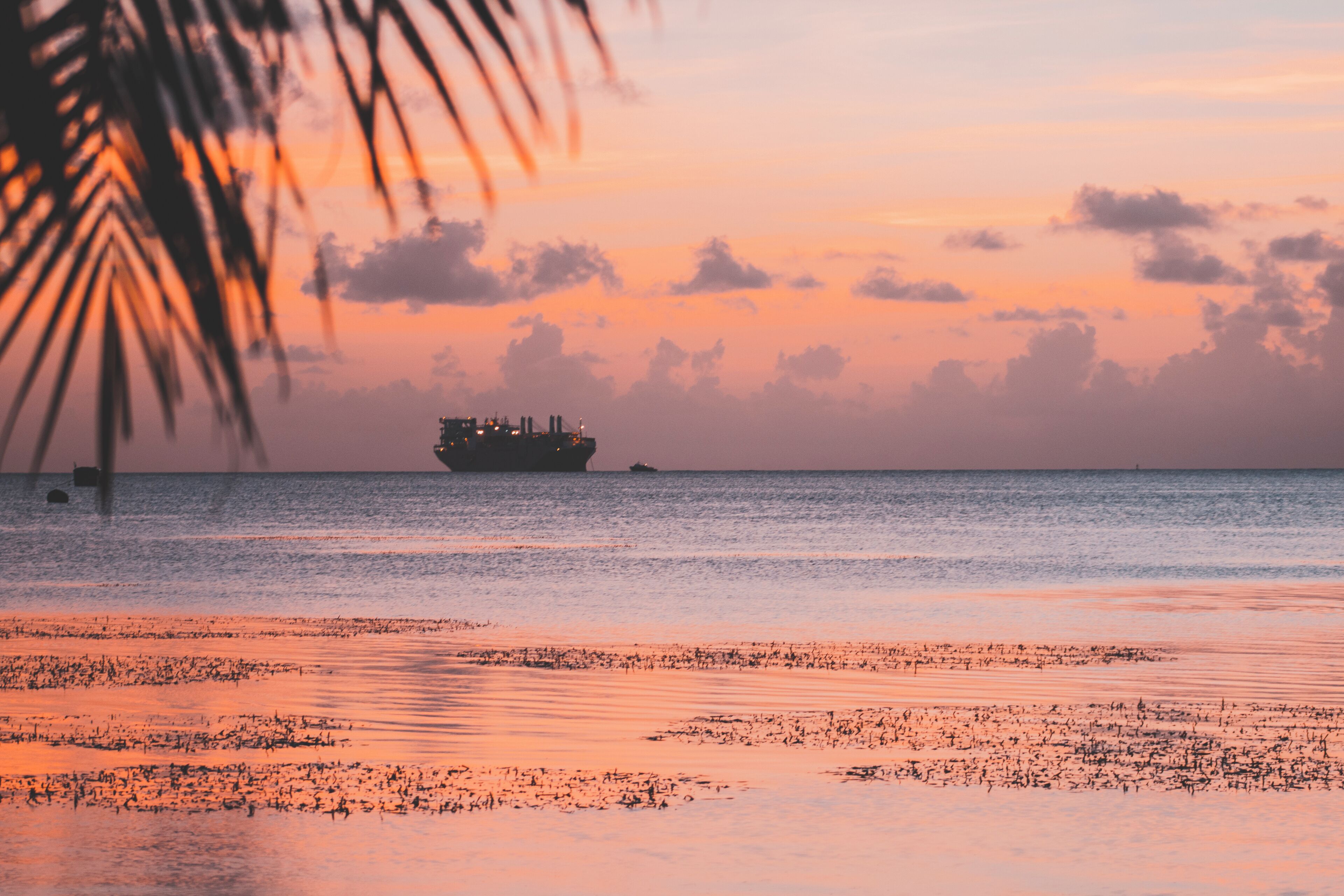 A sunset over a calm sea with a large ship in the distance and a palm tree in the foreground.