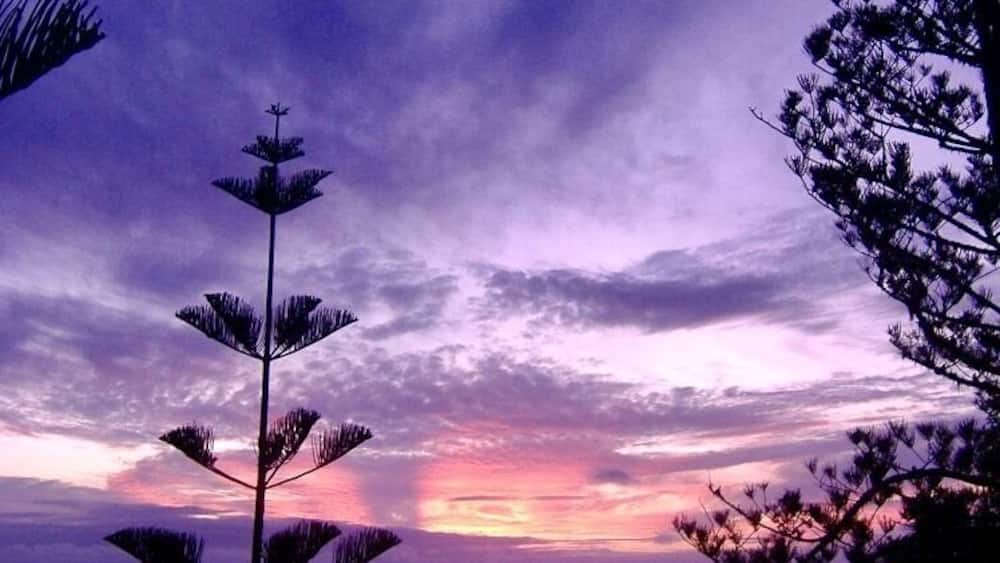 Best sunset in the world...Puppy's Point, Norfolk Island
#BeachBound
#Aquatrove