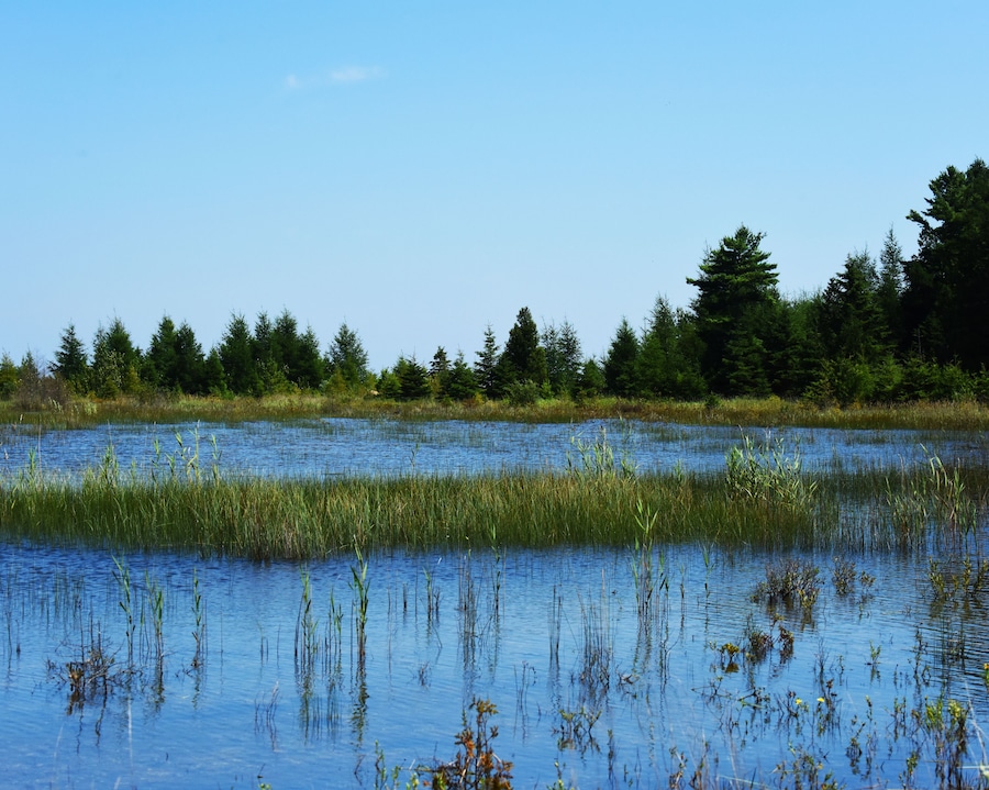 Wetlands of Snake Island