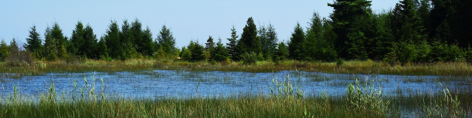 Wetlands of Snake Island
