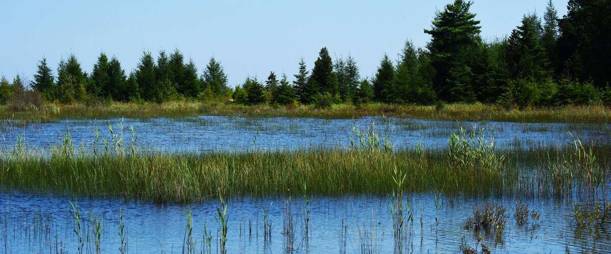Wetlands of Snake Island