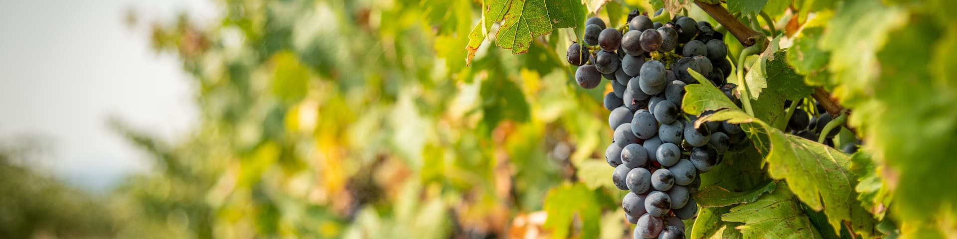 A vineyard with clusters of dark purple grapes hanging from the vines.