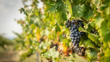 Vinhedo com cachos de uvas roxas escuras pendurados nas videiras.