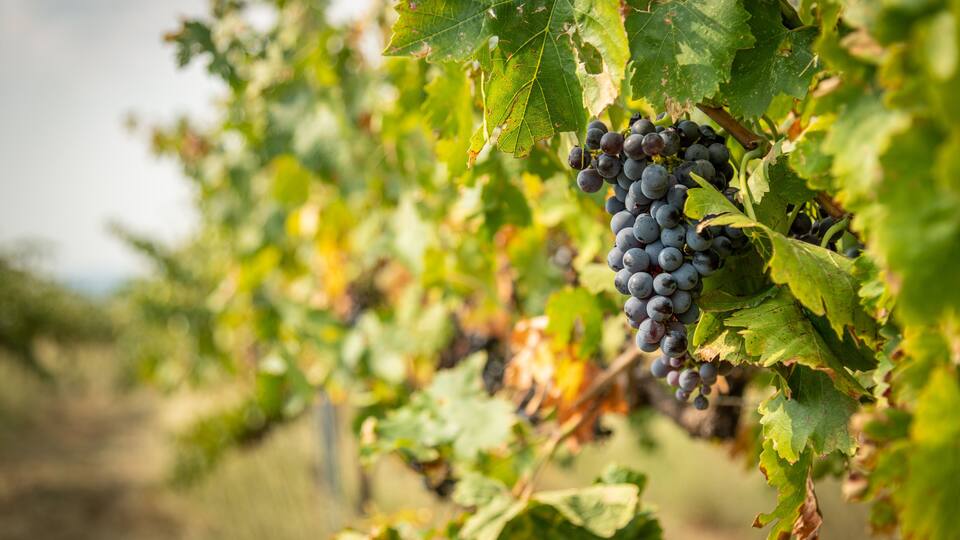 A vineyard with clusters of dark purple grapes hanging from the vines.