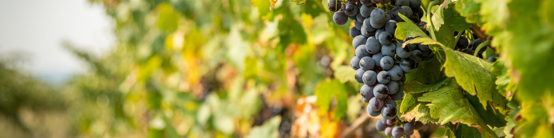 Viñedo con racimos de uvas moradas colgando de las vides.