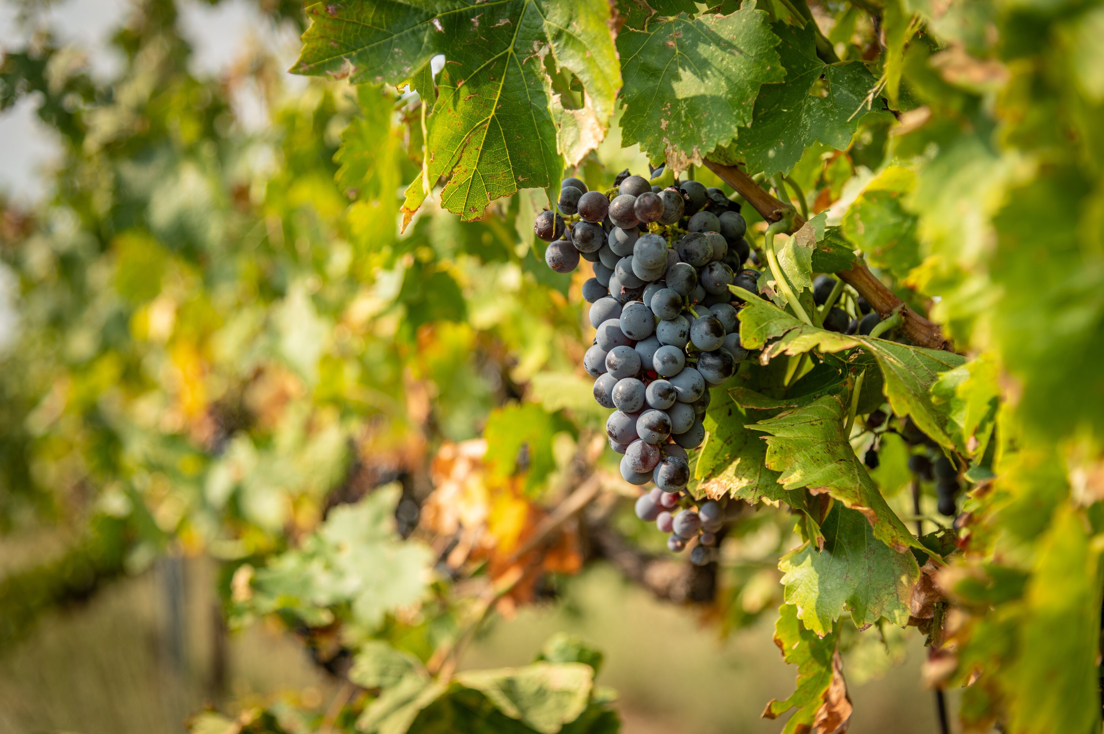 Grape Cluster Close Up