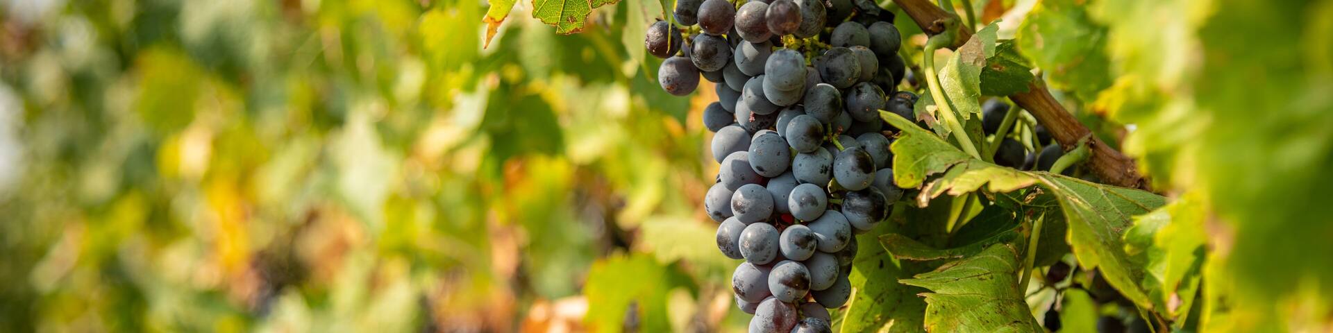Grape Cluster Close Up