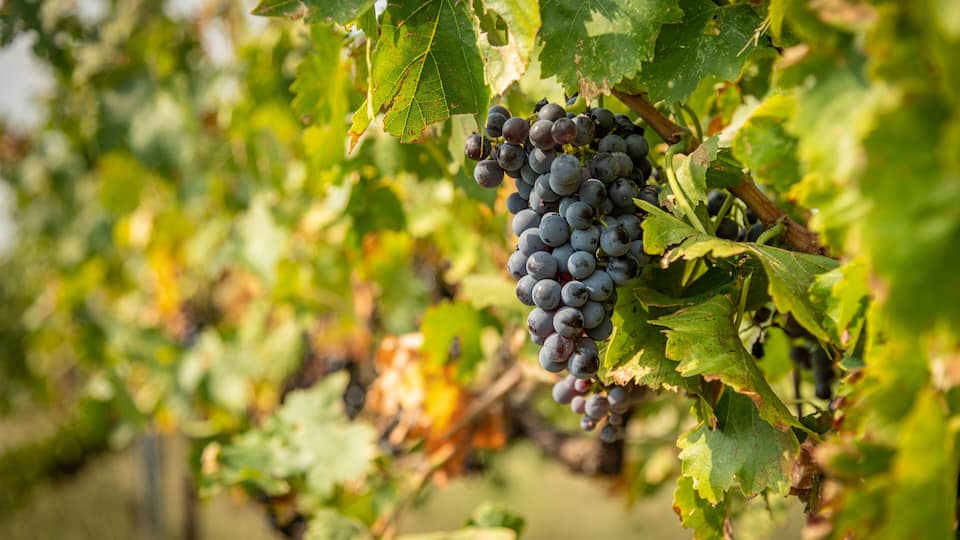 A bunch of dark purple grapes hanging from a vine with green leaves.