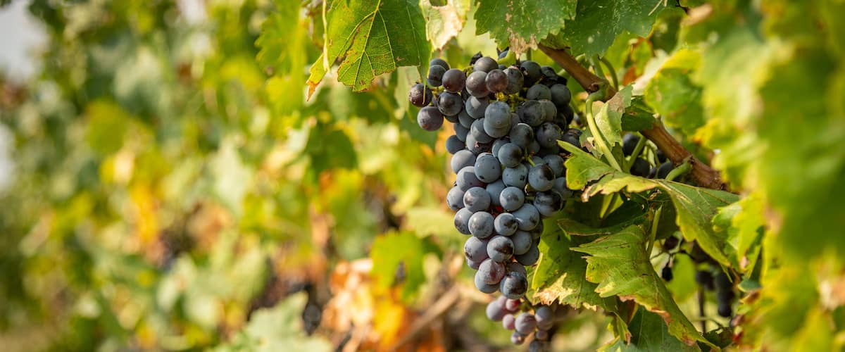 Grape Cluster Close Up