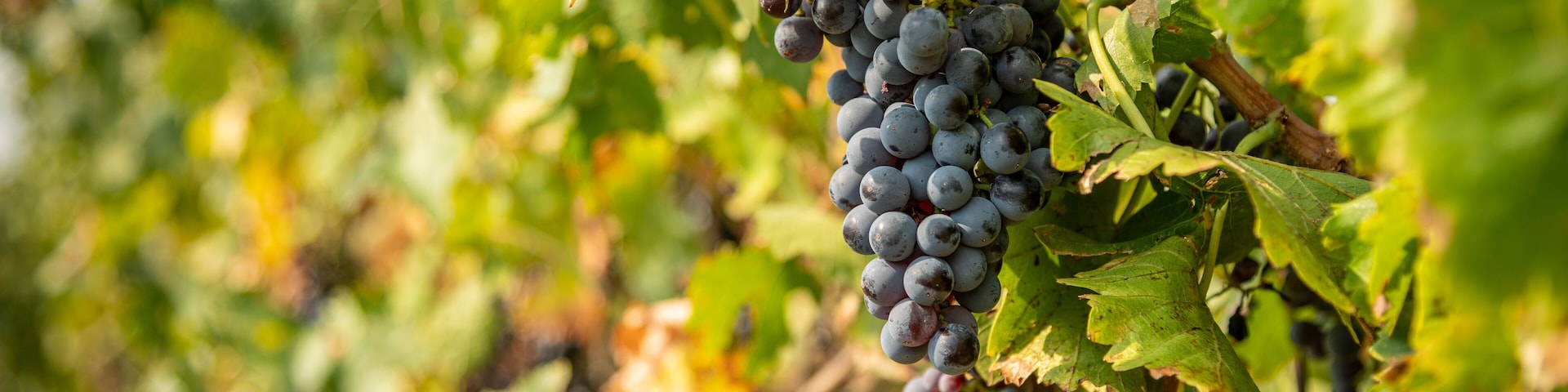 A bunch of dark purple grapes hanging from a vine with green leaves.