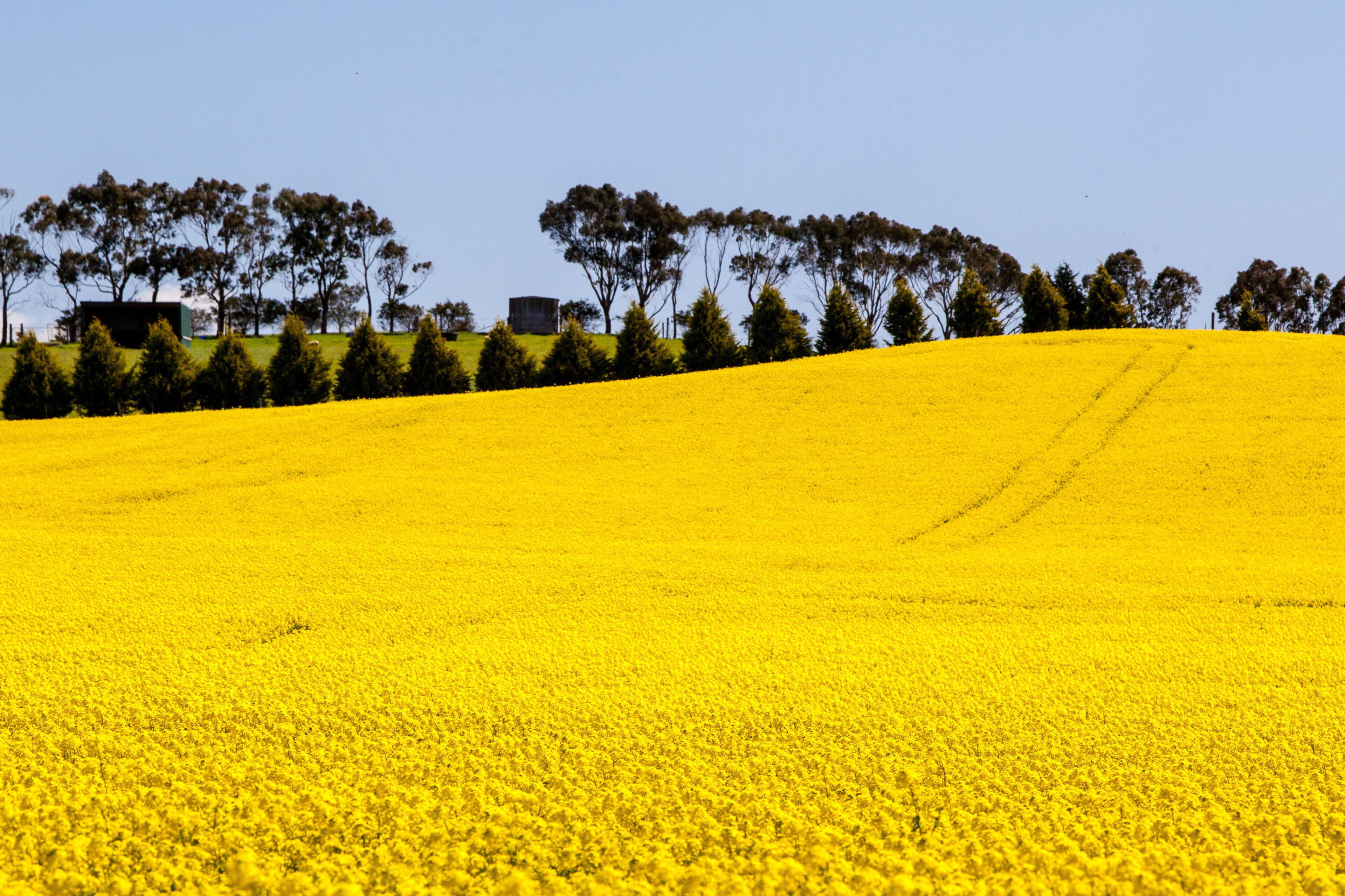Canola fields shine on a clear sunny day near Creswick in the Victorian goldfields, Australia
