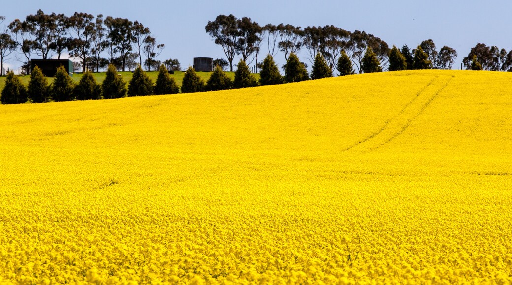 Canola Fields Near Creswick in Victoria Australia