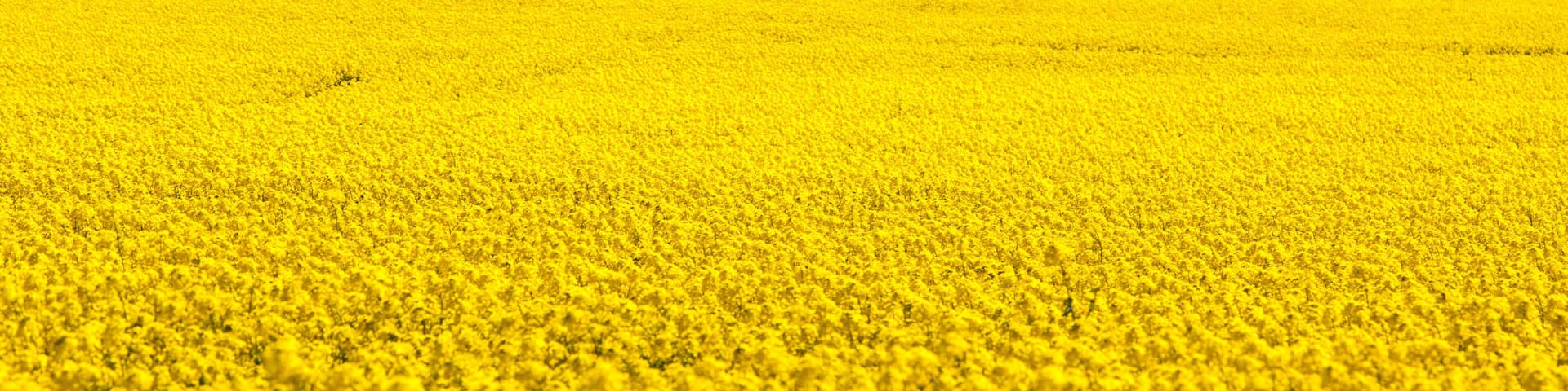 Canola Fields Near Creswick in Victoria Australia