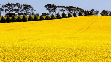 Canola Fields Near Creswick in Victoria Australia