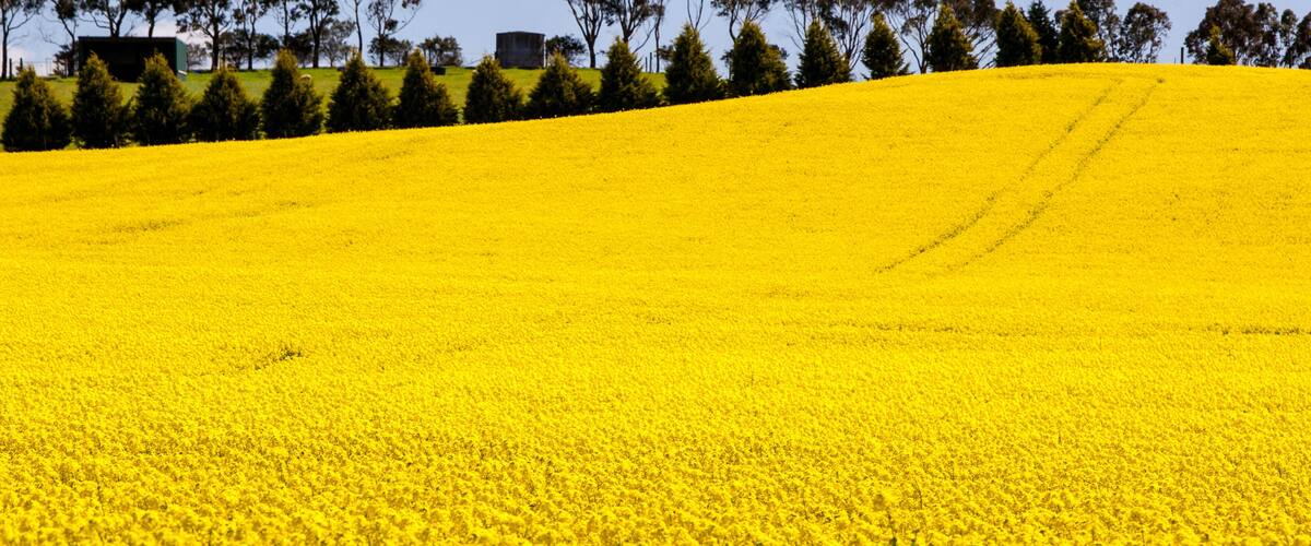 A field of yellow flowers, a hill, and trees in the background.