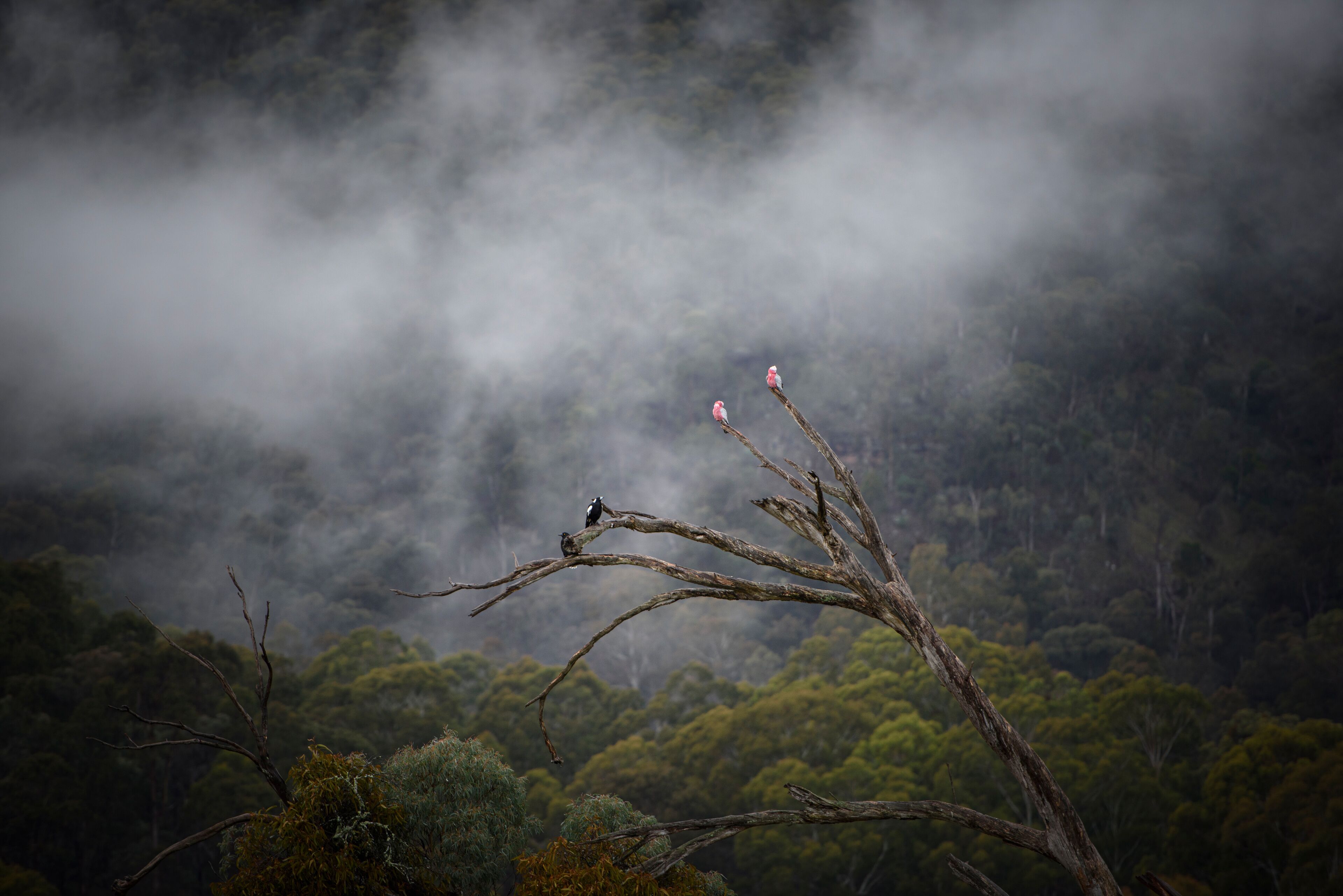 Merrijig Victoria, High Country rural town in Australia