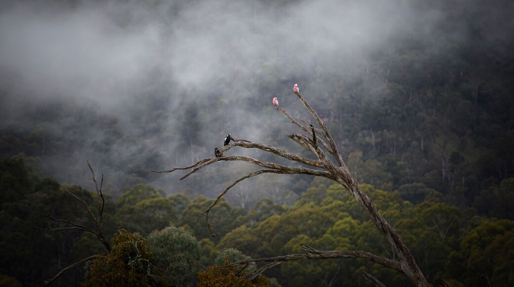 Merrijig Victoria, High Country rural town in Australia