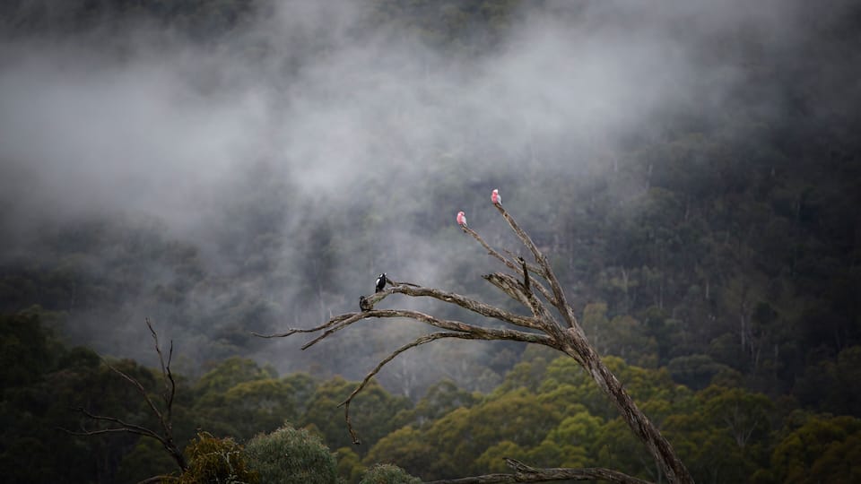 A tree branch with birds perched on it, surrounded by a dense forest and misty background.