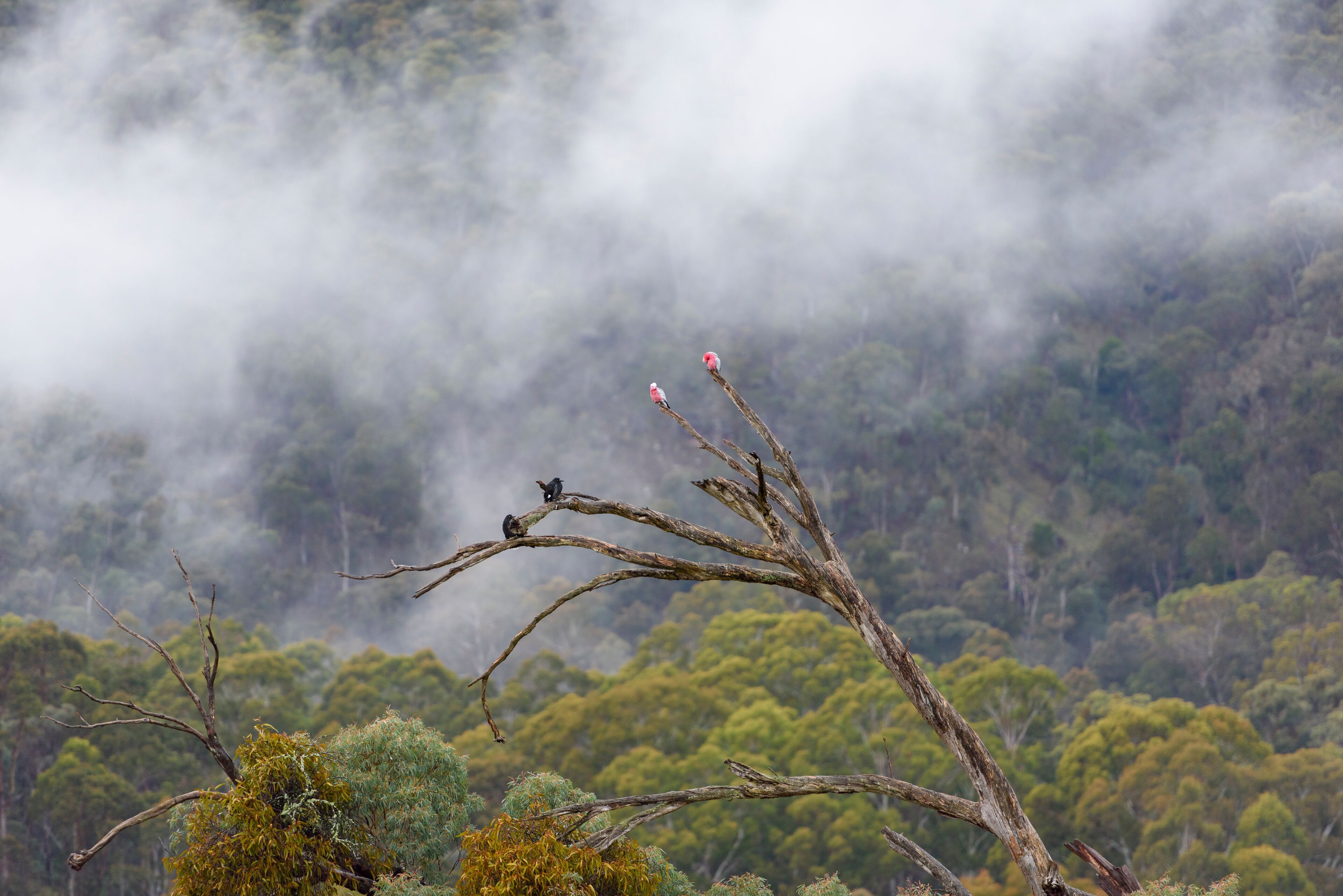 Merrijig Victoria, High Country rural town in Australia