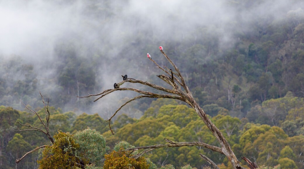 Merrijig Victoria, High Country rural town in Australia