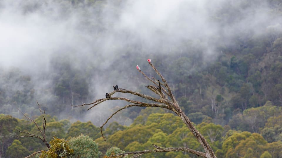 A tree branch with birds perched on it, surrounded by dense forest and mist.