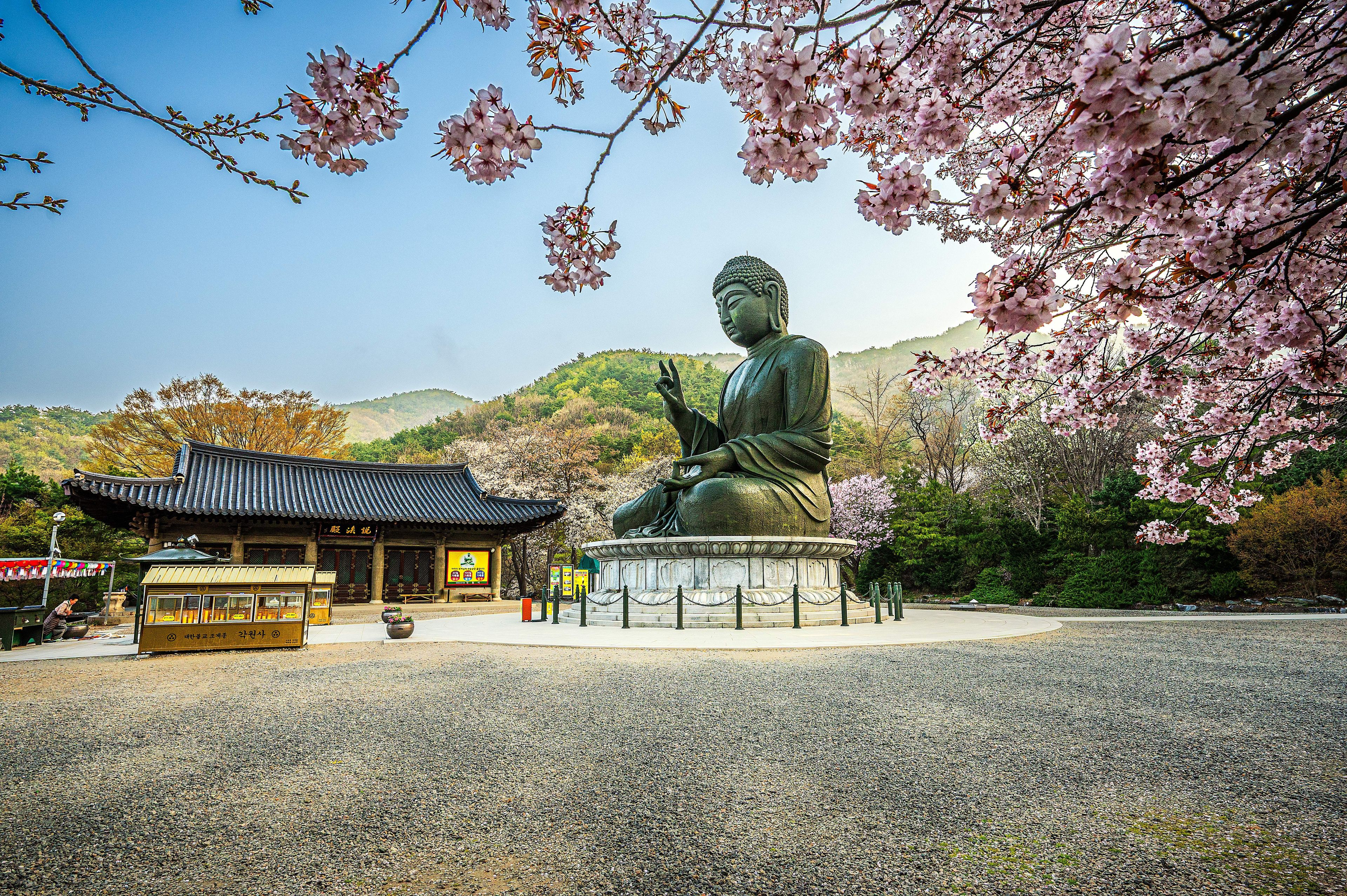 A large temple on Mount Taejo, a landmark of Cheonan, with beautiful cherry blossoms in spring at Gakwonsa Temple in Cheonan, Chungcheongnam-do, South Korea.