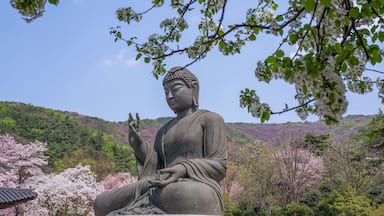 Suuri Buddha-patsas luonnonkauniissa ympäristössä, jossa on kirsikankukkia ja taustalla kumpuileva maisema.
