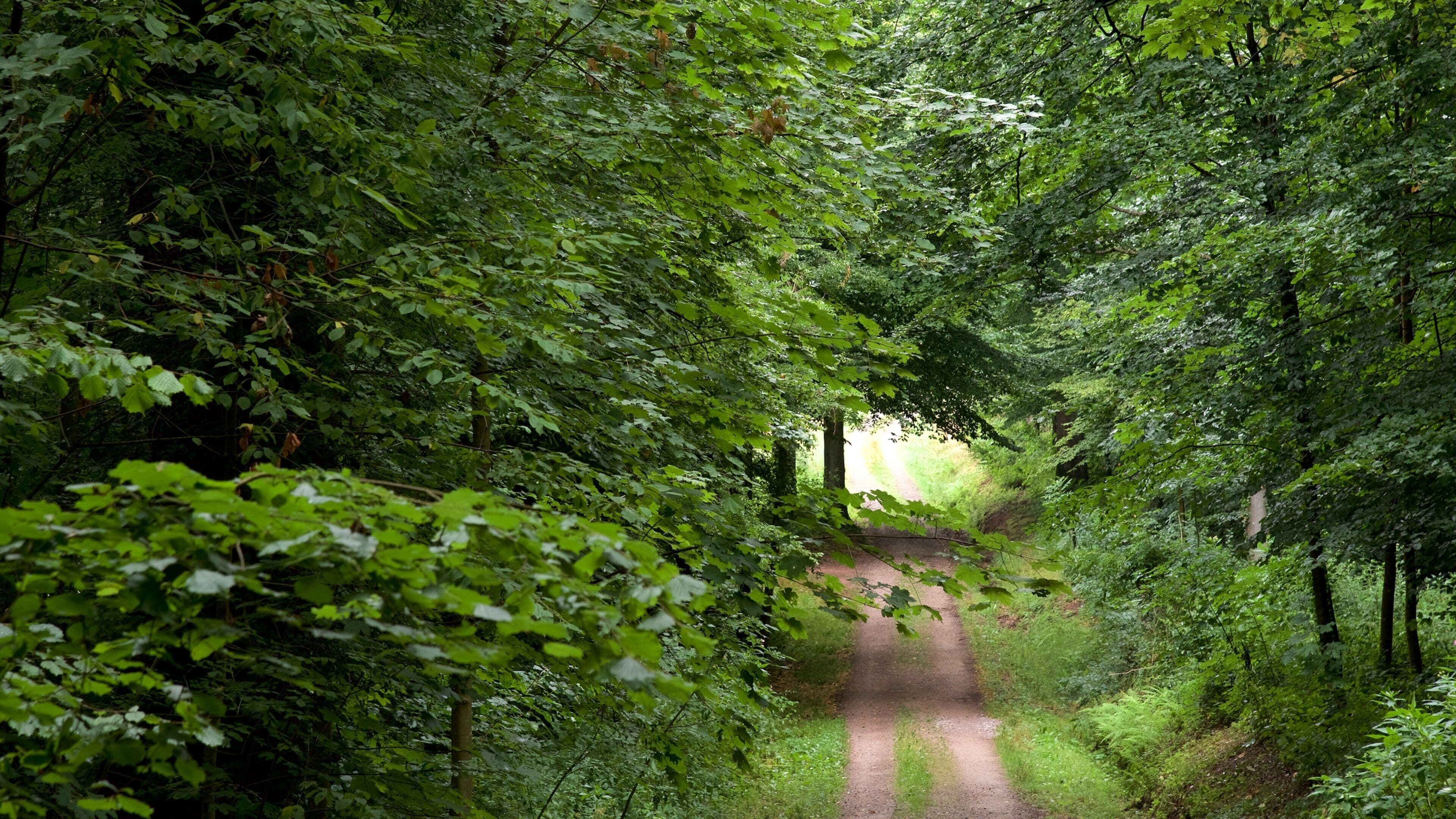 Baden-Baden showing hiking or walking