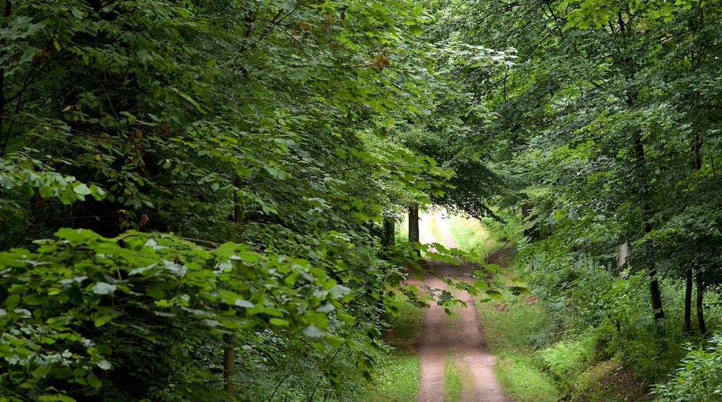 Baden-Baden showing hiking or walking