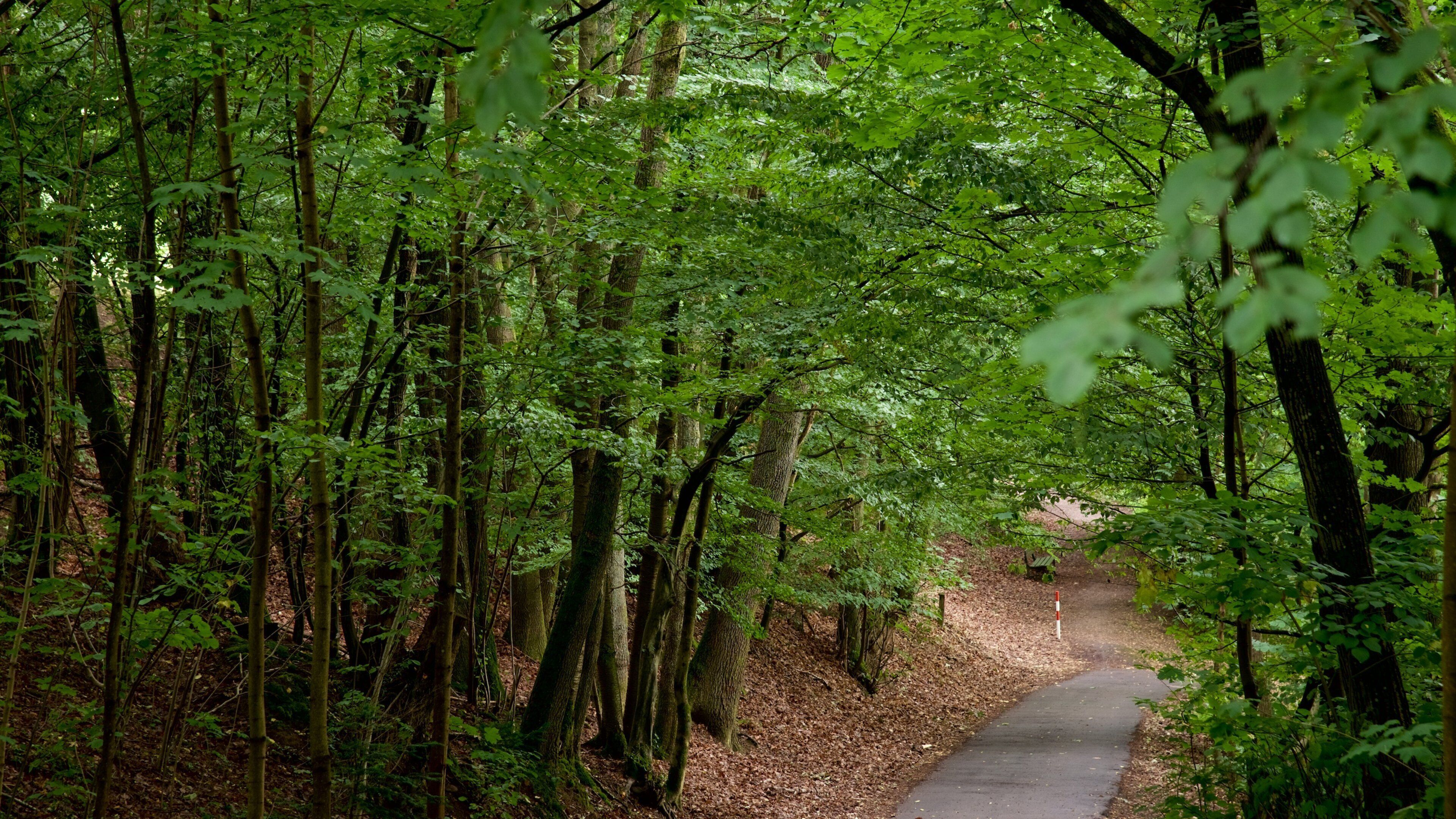 A forested path surrounded by tall trees and dense foliage.