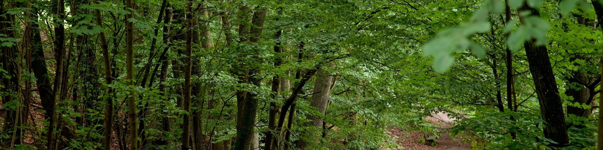 A forested path surrounded by tall trees and dense foliage.