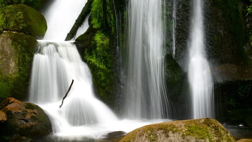 Centre de la Forêt-Noire montrant chute d\'eau