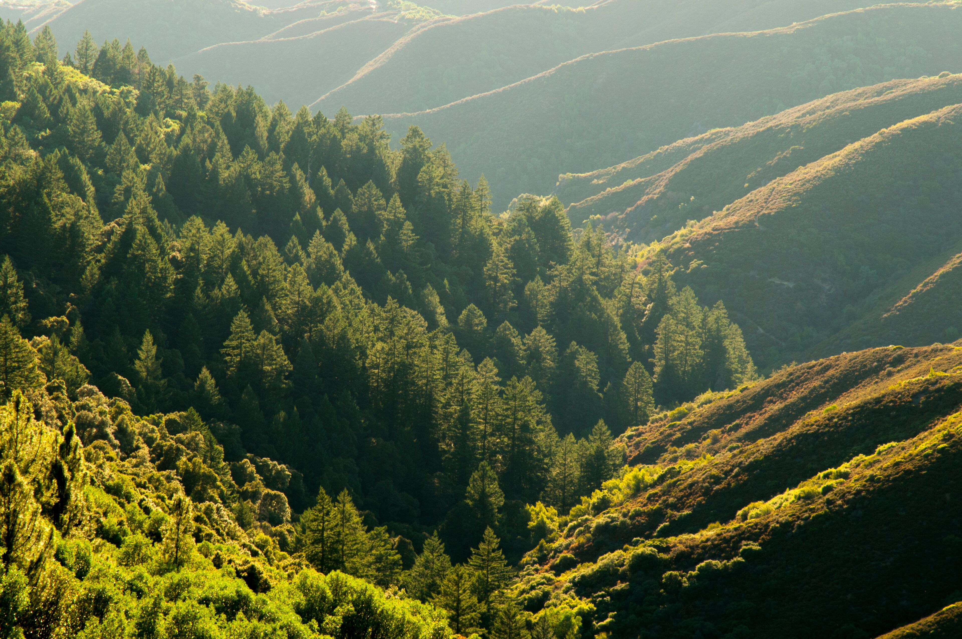 USA, California, Ukiah.  A forested valley in Cow Mountain Recreation Area