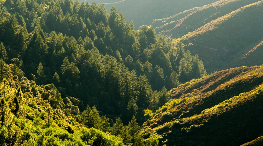 USA, California, Ukiah. A forested valley in Cow Mountain Recreation Area