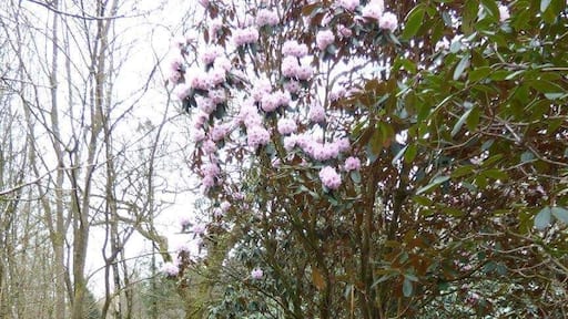 Nature trail through woodland winding its away up to Inglebrough Cave.