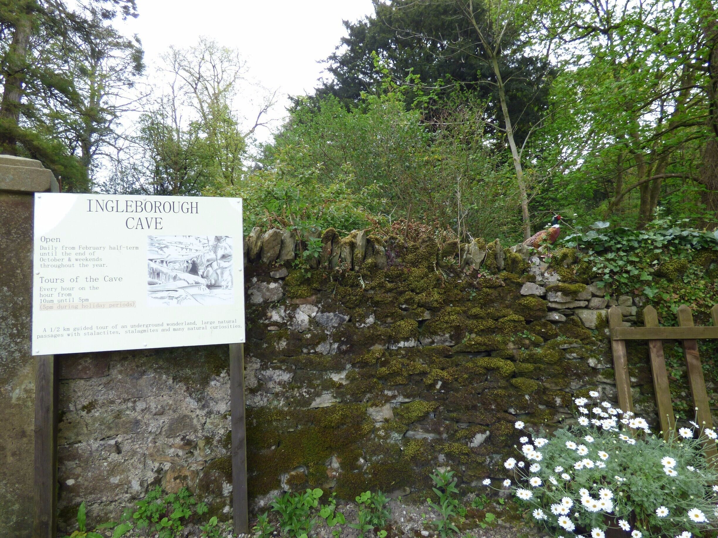 The start of a woodland Nature Trail which leads up to Ingleborough Cave in Clapham, Yorkshire. Spot the pheasant on the wall. :) The trail was created by Reginald Farrer, an eccentric explorer and botanist who brought back flower seeds from all over the world and legend has it, shot them around the estate. Look out for the beautiful rhododendrons and there is also an artificial lake. 