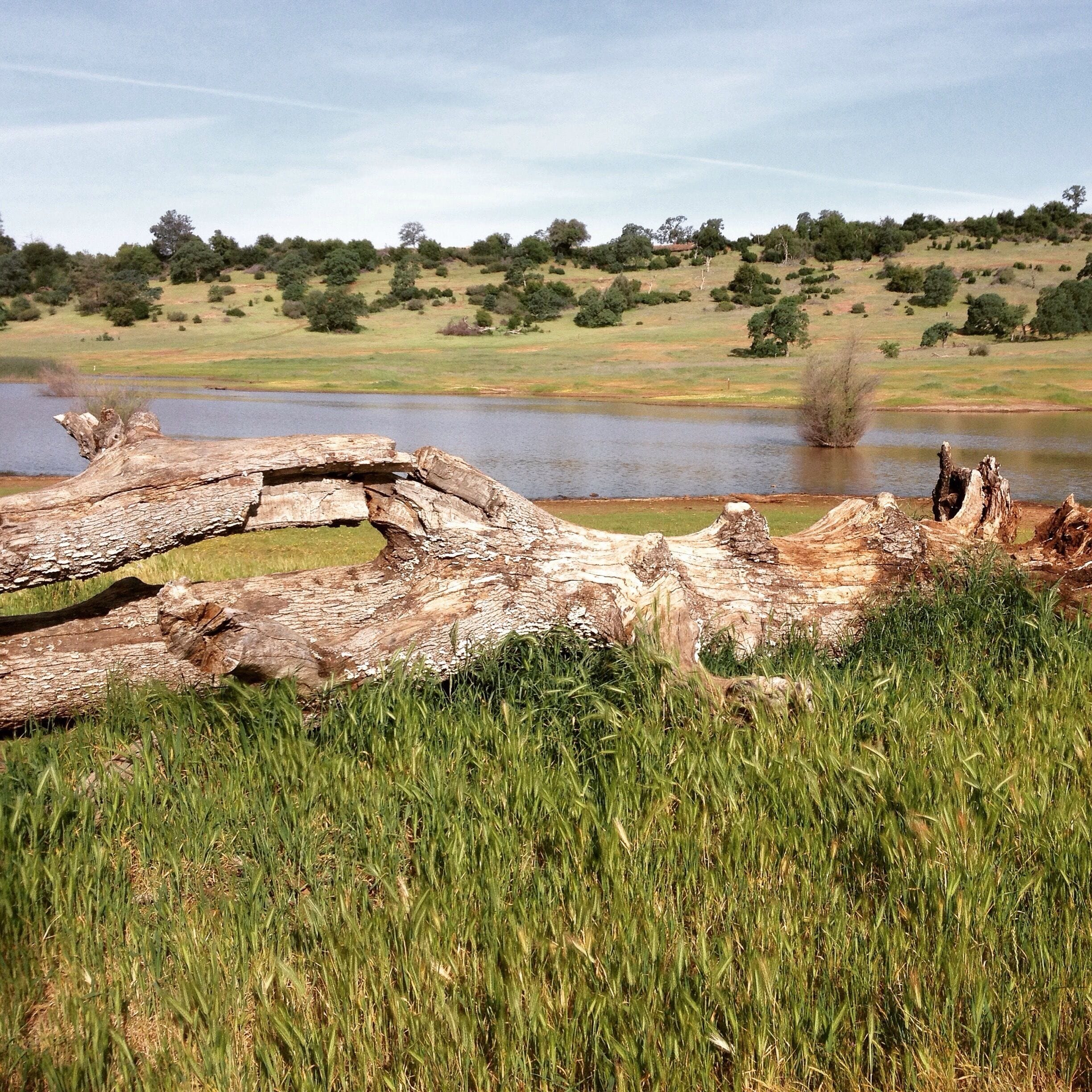 A river with a fallen tree trunk in the foreground and a grassy field with trees in the background.