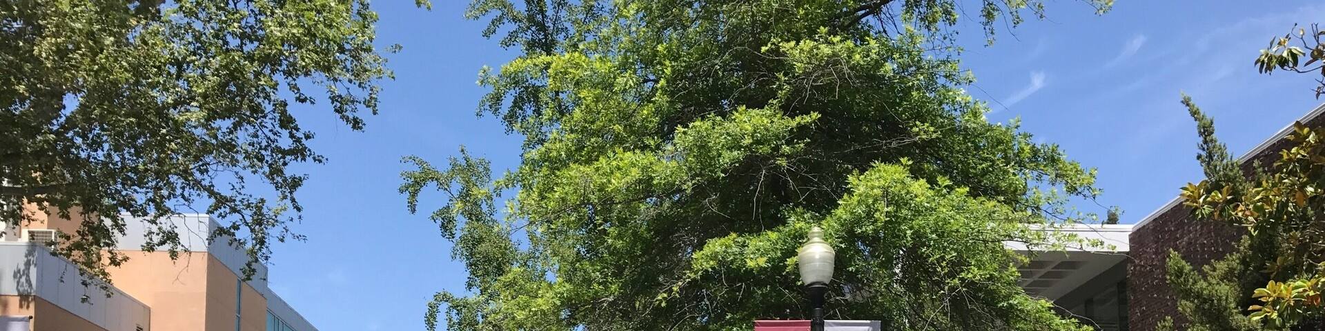 A campus pathway with a sign for California State University Chico.
