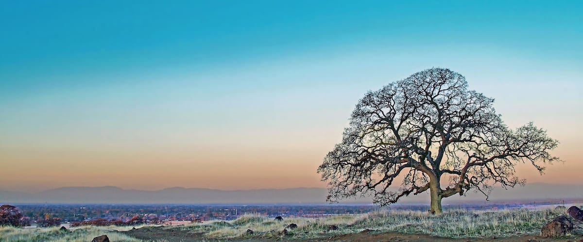Un arbre isolé dans un champ verdoyant, avec une vue lointaine sur la ville et des montagnes en arrière-plan.