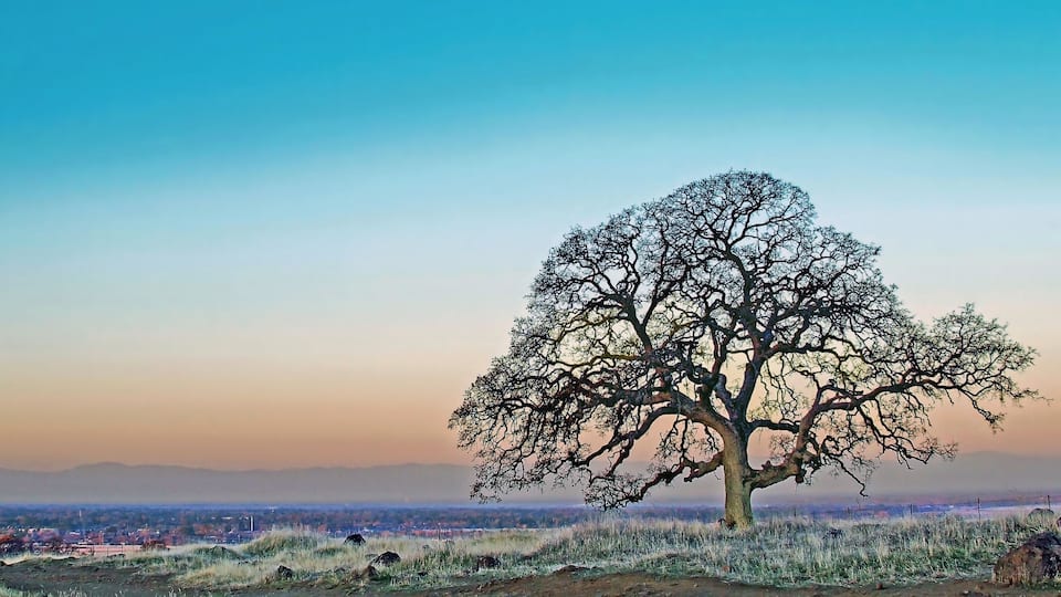 A solitary tree in a grassy field with a distant cityscape and mountains in the background.
