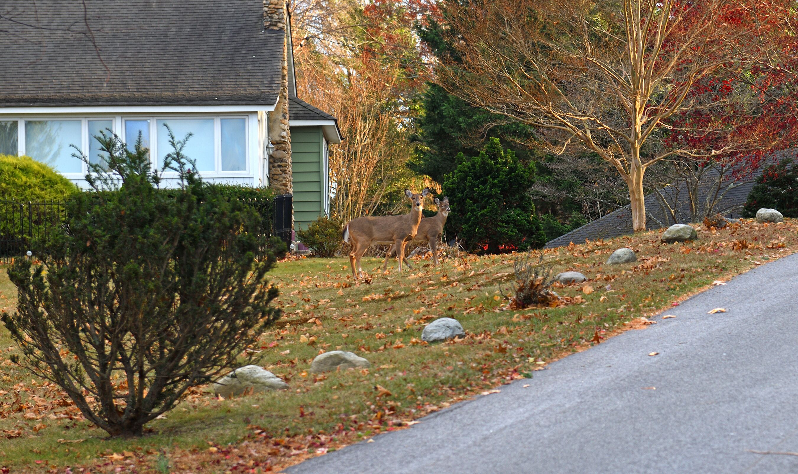 Farmingville
