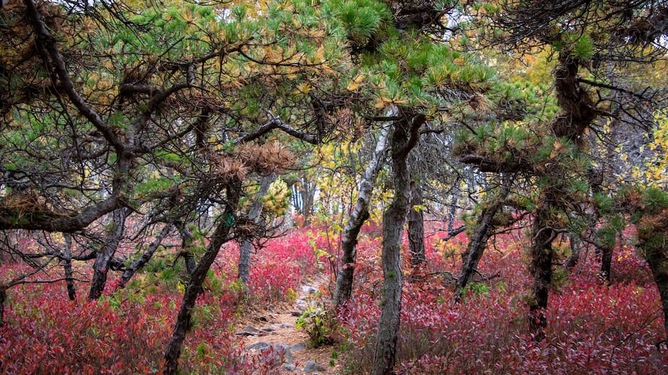A forest with a variety of trees, a dirt path, and colorful foliage.