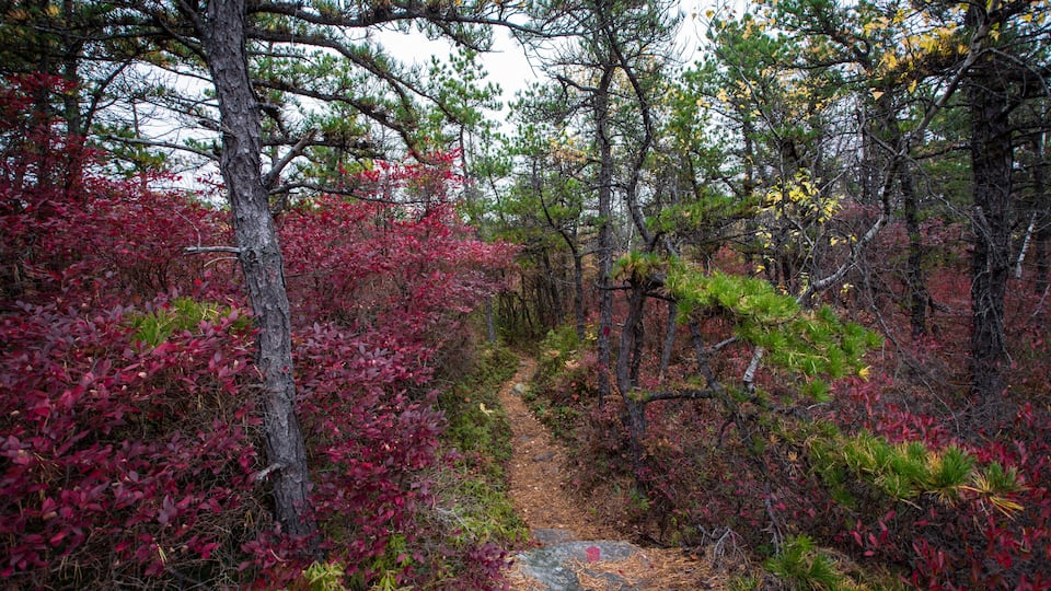 A forested trail with red foliage and pine trees.