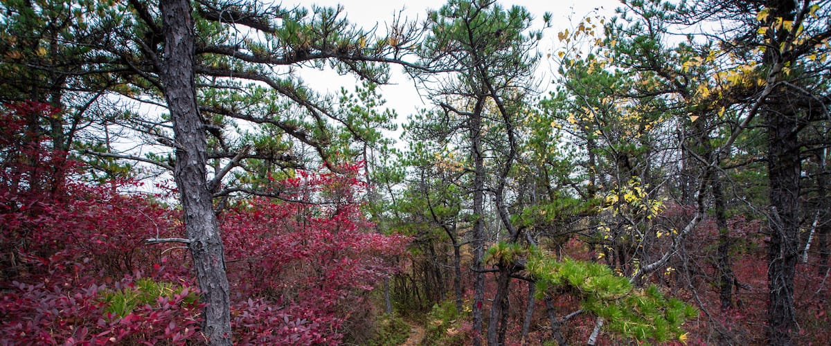A forested trail with red foliage and pine trees.