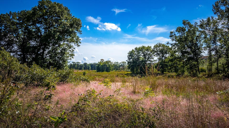 A natural landscape with a clear blue sky, dense trees, and a field of tall grasses.