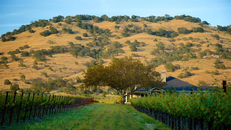 A vineyard with rows of grapevines, a large tree, and a house on a hillside.