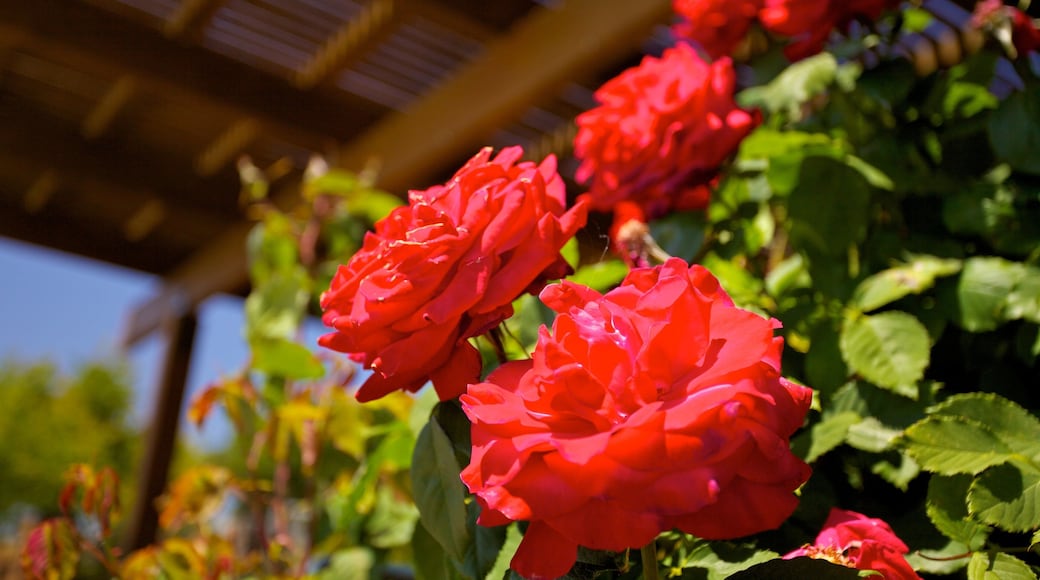 Vindistrikter i California fasiliteter samt blomster