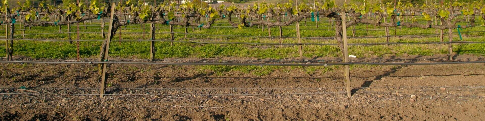 A vineyard with rows of grapevines, a mountain in the background, and power lines above.