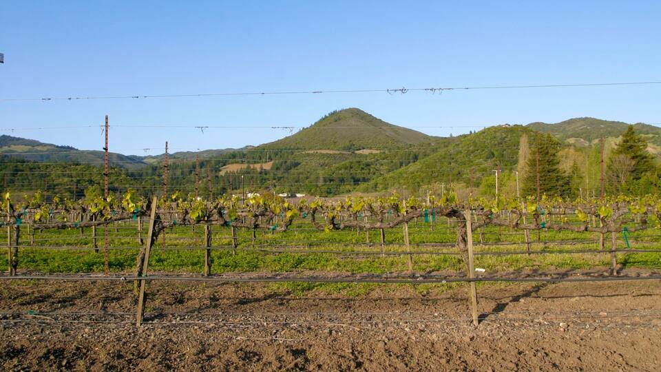 A vineyard with rows of grapevines, a mountain in the background, and power lines above.